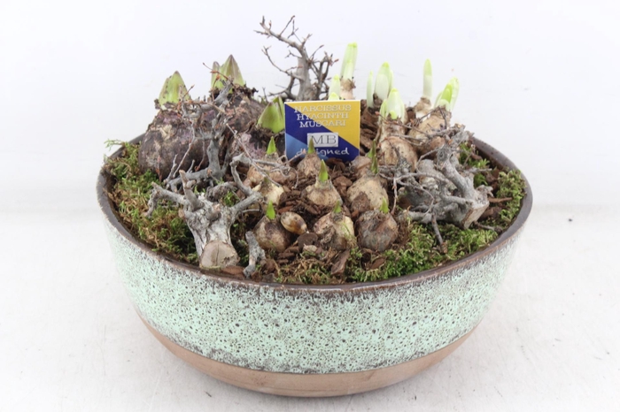 <h4>arr4 Bollenmix MB - Luxe schaal L 338/2</h4>