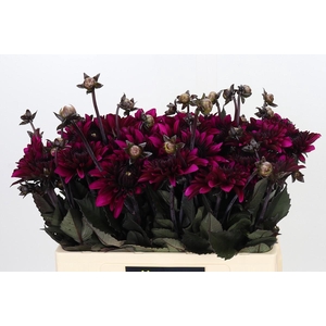 Dahlia Purple Flame