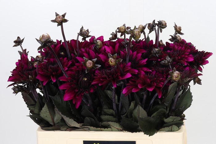 <h4>Dahlia Purple Flame</h4>