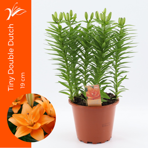 Lilium Tiny Double Dutch 19 cm (az. lelie)