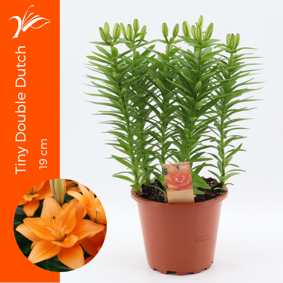 <h4>Lilium Tiny Double Dutch 19 cm (az. lelie)</h4>