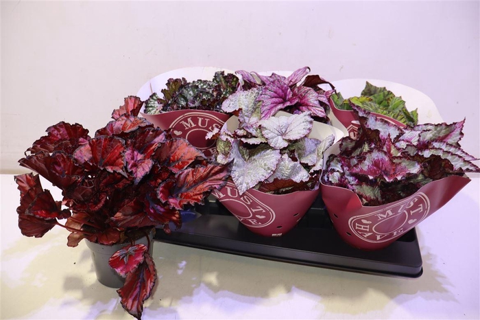 <h4>arr8 Beg Bel Gem</h4>