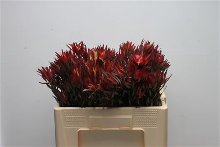 Leucad Sal Blush Spray