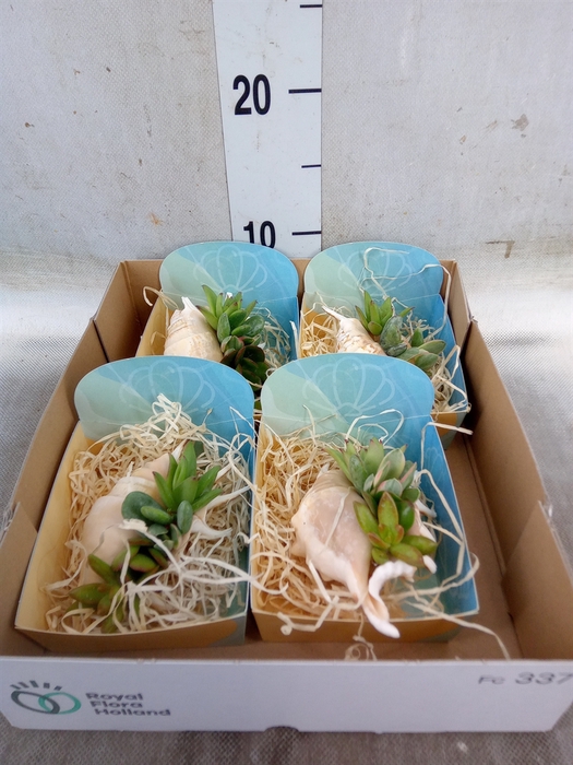 <h4>Planten  ..in schelp L%</h4>