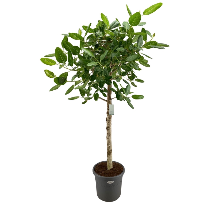 <h4>Ficus benghalensis 'Audrey'</h4>