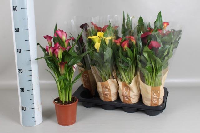 <h4>ZANT GEM 6 KL</h4>