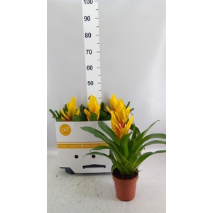 Vriesea  'Intenso Yellow'
