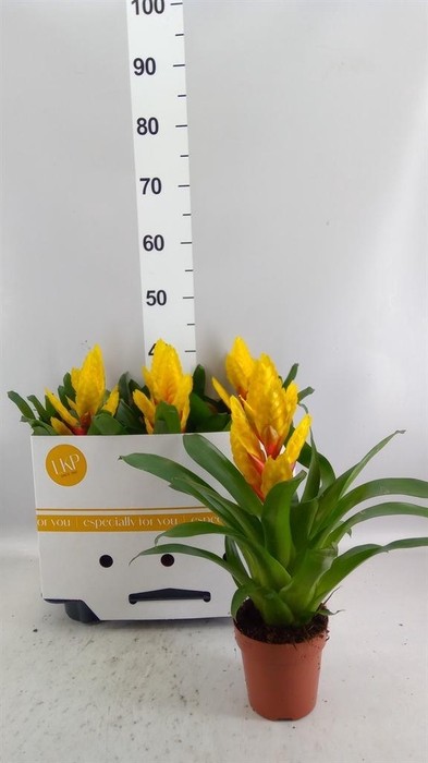 <h4>Vriesea  'Intenso Yellow'</h4>