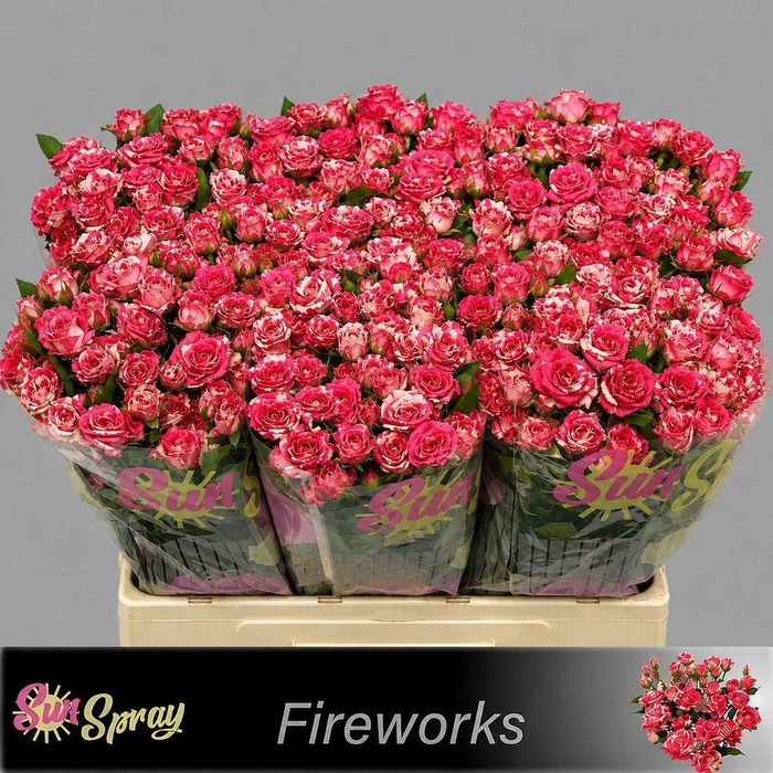 <h4>R TR FIREWORKS</h4>