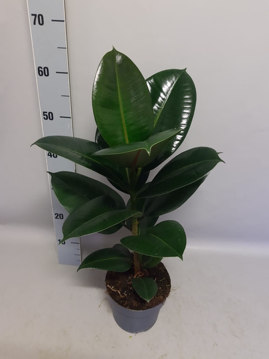 Indoor 12cm Ficus Lyrata Bambino