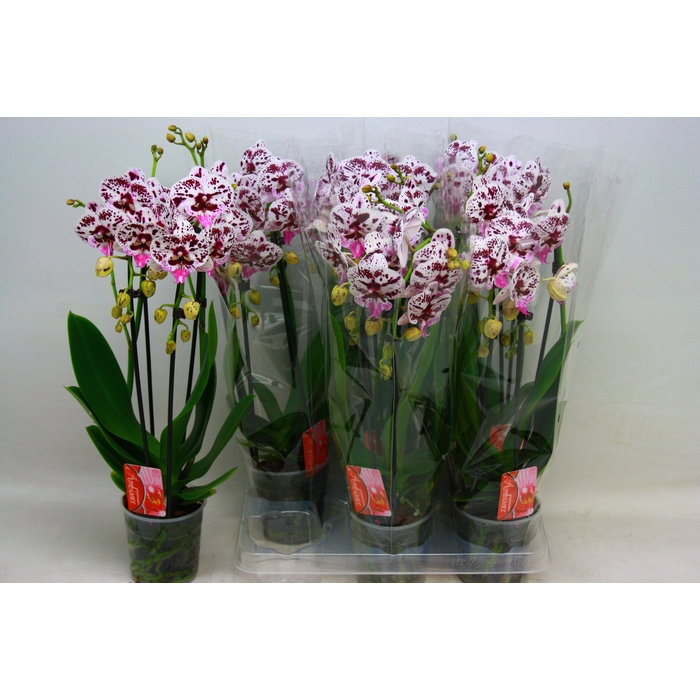 <h4>PHAL EL CASCADE</h4>