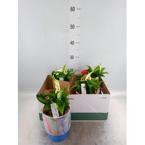 Arr.    Planten  L%