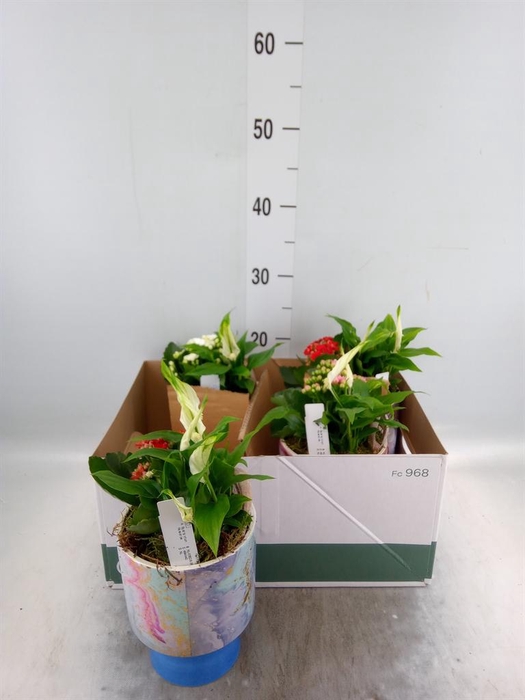 <h4>Arr.    Planten  L%</h4>