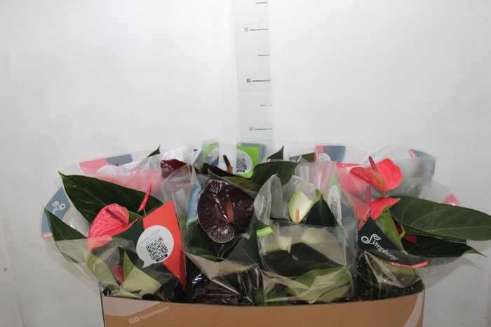 <h4>ANTHURIUM VARIADO P15</h4>