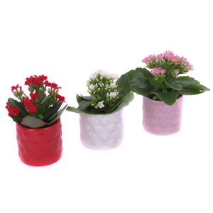 Kalanchoe 6 cm in 3 kleuren keramieke pot met hartjes