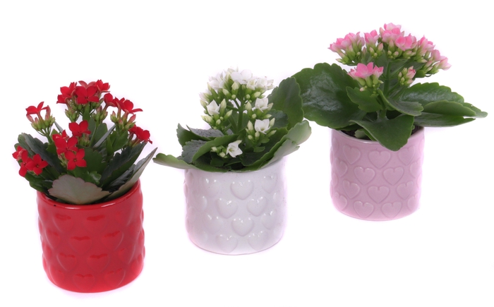 <h4>Kalanchoe 6 cm in 3 kleuren keramieke pot met hartjes</h4>