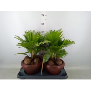 Livistona rotundifolia