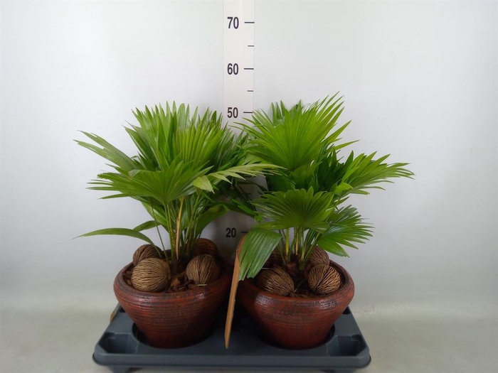 <h4>Livistona rotundifolia</h4>