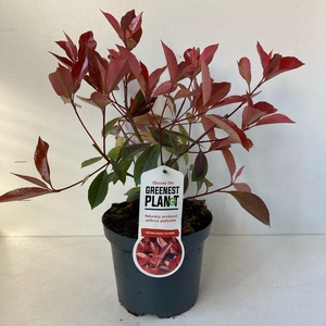 Photinia fraseri 'Red Robin'