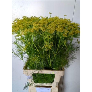Anethum Graveolens Yellow