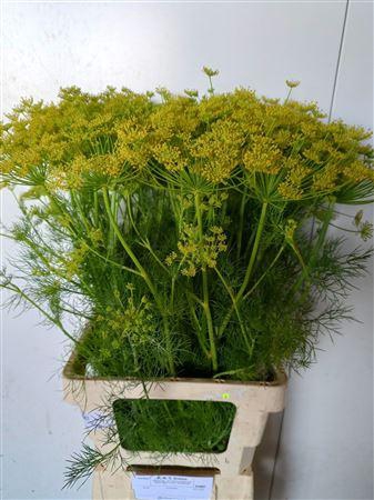 <h4>Anethum Graveolens Yellow</h4>