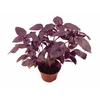 MANJERICAO ROXO P11