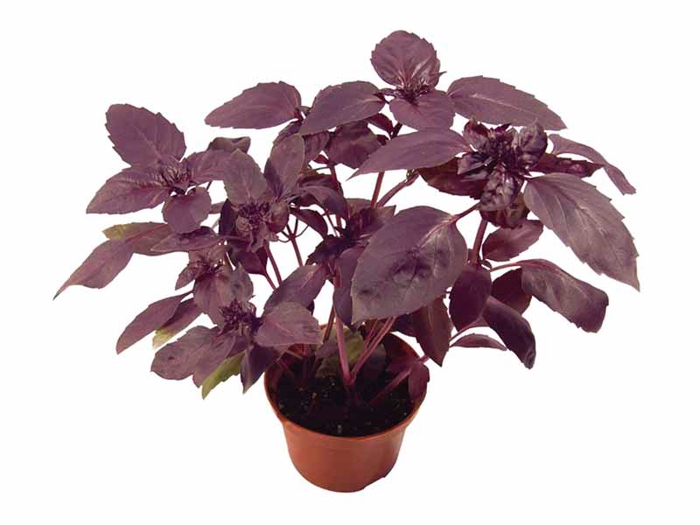 MANJERICAO ROXO P11