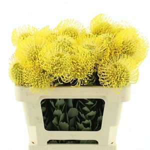 LEUCO CO HIGH GOLD