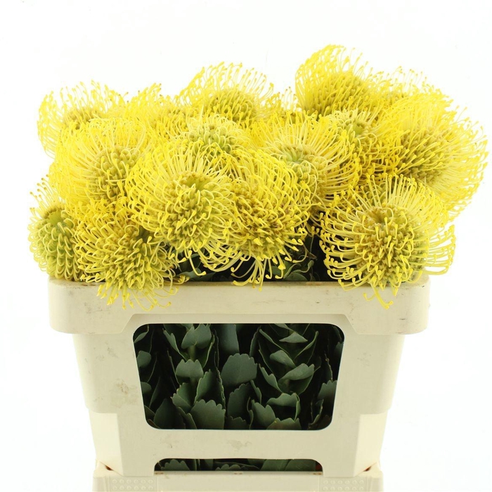 <h4>LEUCO CO HIGH GOLD</h4>