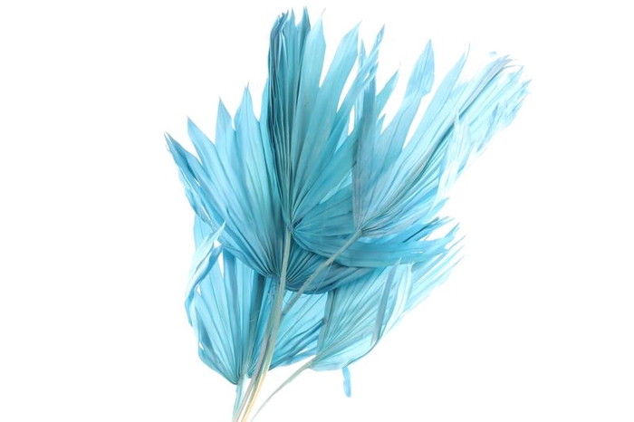 Palm Sun Blue Light