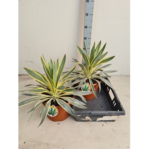 YUCCA GLOR VARIEGATA