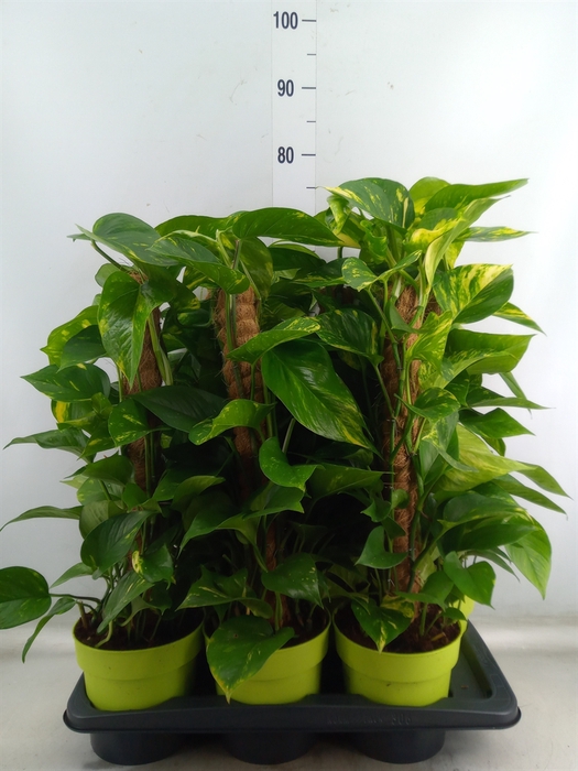 <h4>Epipremnum pinn.   ...moss stick</h4>