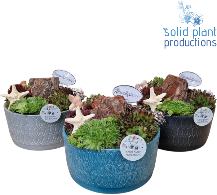 <h4>SMP003 Izabella Navy Sempervivum</h4>