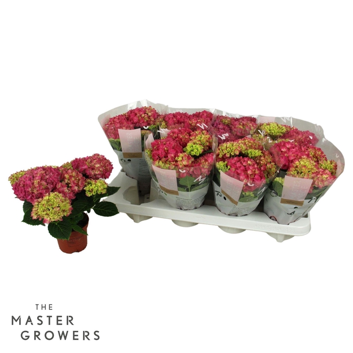 <h4>Hydrangea mac. 'Tabletensia'</h4>