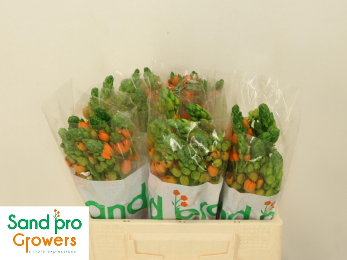 <h4>ORNIT DB SUNRAY</h4>