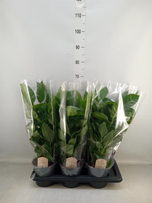 <h4>Schefflera actin.</h4>