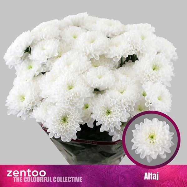 <h4>CHR T ALTAJ</h4>