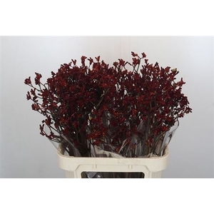 Anigoz Bush Ruby