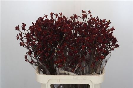 <h4>Anigoz Bush Ruby</h4>