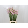 Nerine Berenice
