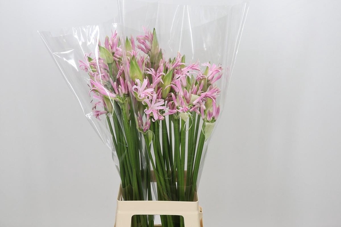 Nerine Berenice