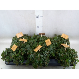 Sedum makinoi 'Tornado'