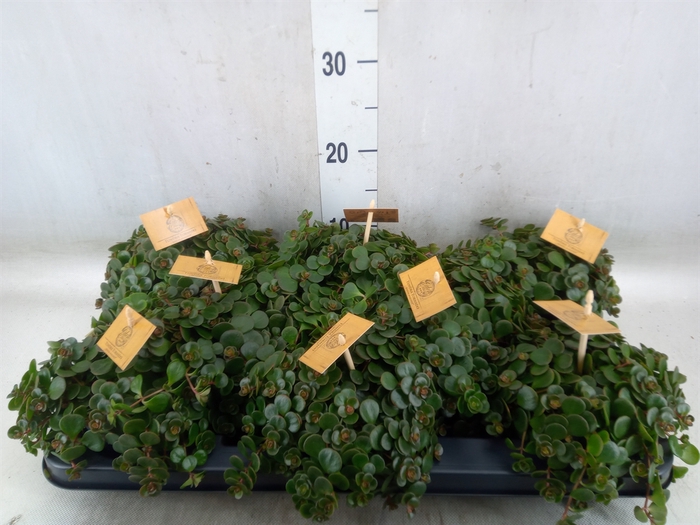 <h4>Sedum makinoi 'Tornado'</h4>