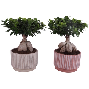 Ficus m. Ginseng Ball Shape Ø24cm in Ø26cm Ceramic NT667