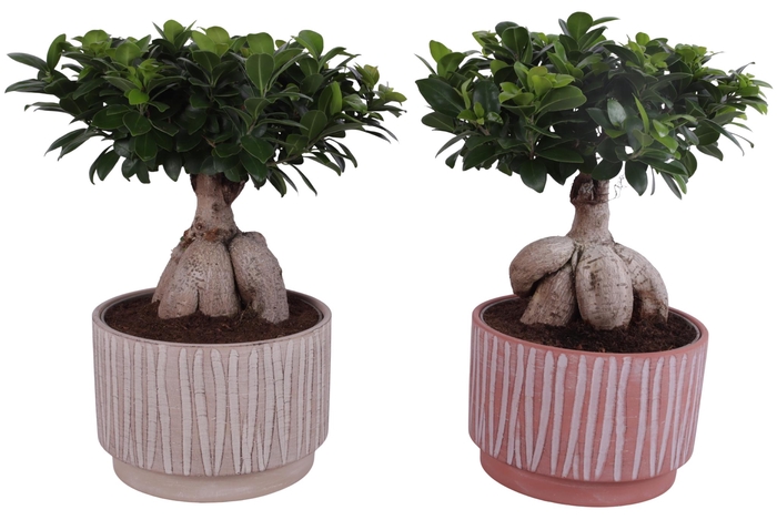 <h4>Ficus m. Ginseng Ball Shape Ø24cm in Ø26cm Ceramic NT667</h4>