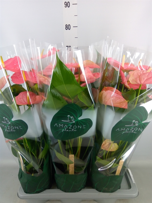 <h4>Anthurium andr. 'Colorado'</h4>