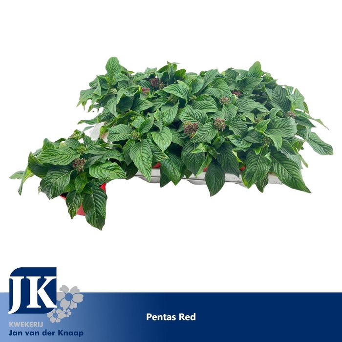 <h4>Pentas Red</h4>