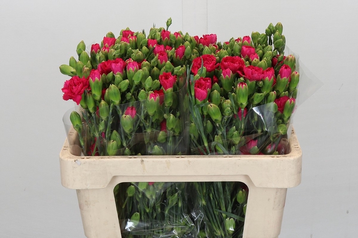 <h4>Dianthus Tr Picasso</h4>