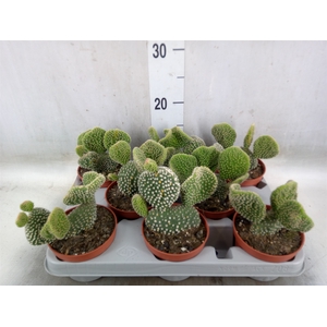 Opuntia microdasys 'Cristata'