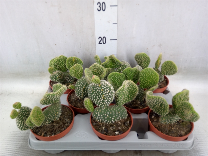 <h4>Opuntia microdasys 'Cristata'</h4>